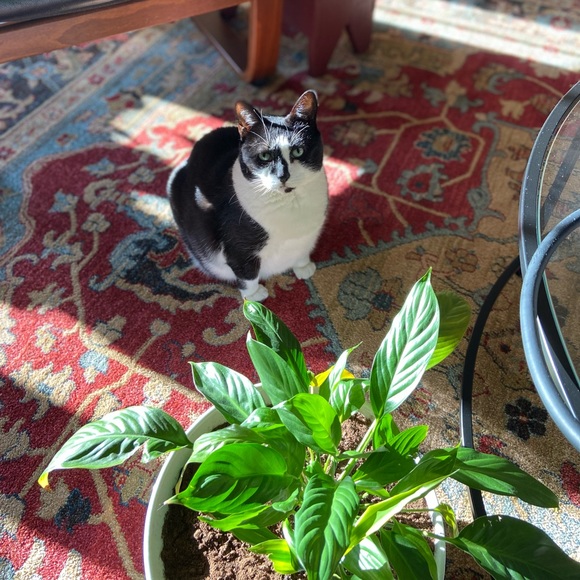 Meet your Posher, Danielle - Picture 2 of 4